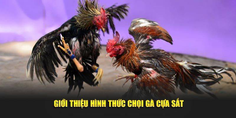 Đá gà cựa sắt là gì?