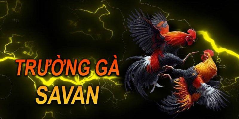 Trường gà Savan là gì?